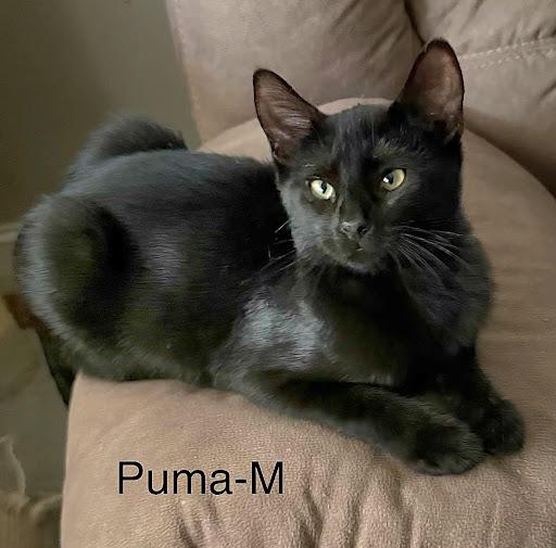 Puma, ADOPTABLE, Kitten Male American Shorthair.