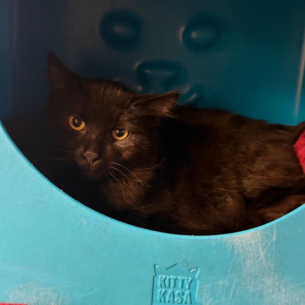 Edward, Adoptable, Kitten Male Domestic Short Hair.