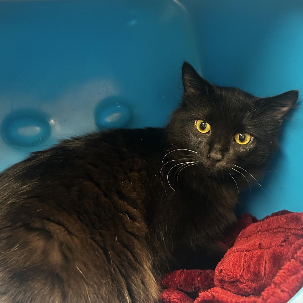 Enlarge Edward, a Adoptable Domestic Short Hair in Waukesha, WI image 2/2