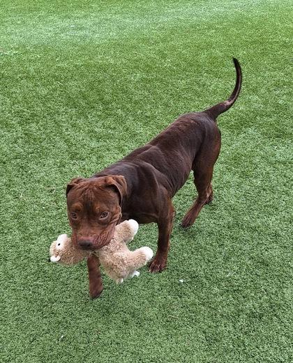 Enlarge Beef Jerky, a Adoptable mixed breed in Gainesville, FL image 1/3
