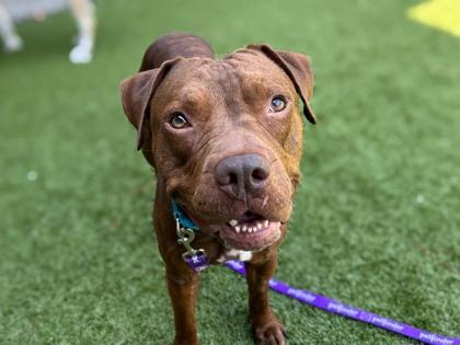 Enlarge Beef Jerky, a Adoptable mixed breed in Gainesville, FL image 2/3