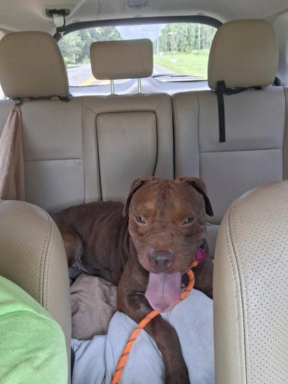 Enlarge Beef Jerky, a Adoptable mixed breed in Gainesville, FL image 3/3