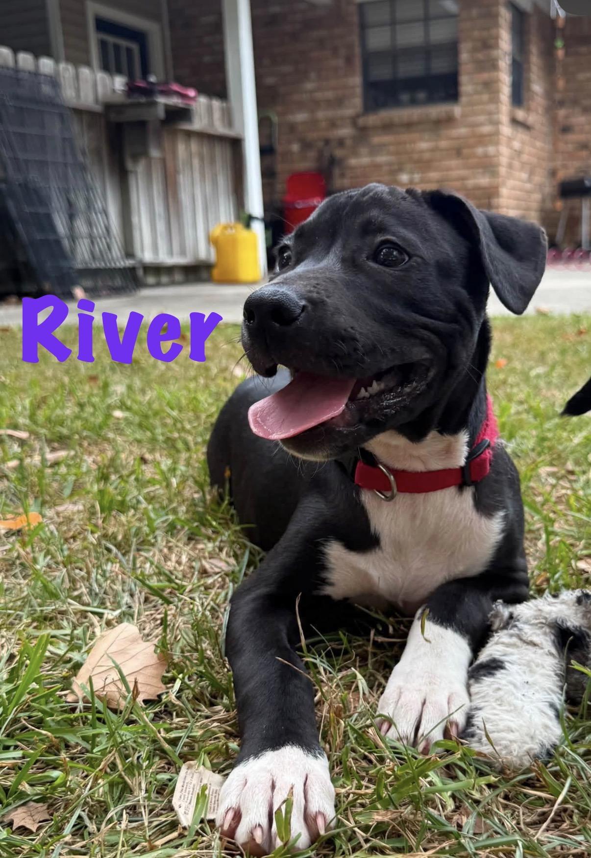 River, ADOPTABLE, Puppy Female Terrier & Labrador Retriever.