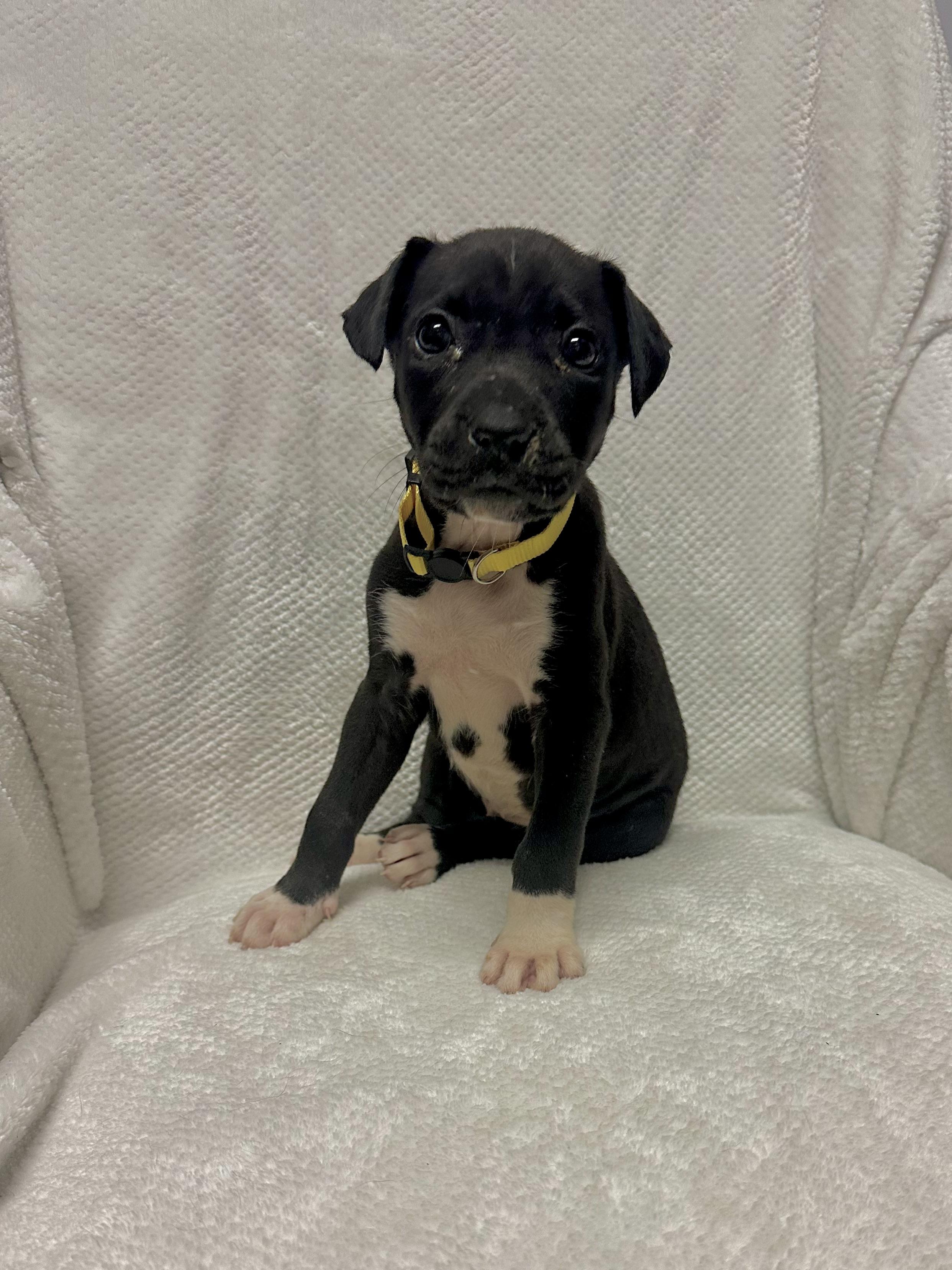 Enlarge River, a ADOPTABLE mixed breed in Walker, LA image 3/5
