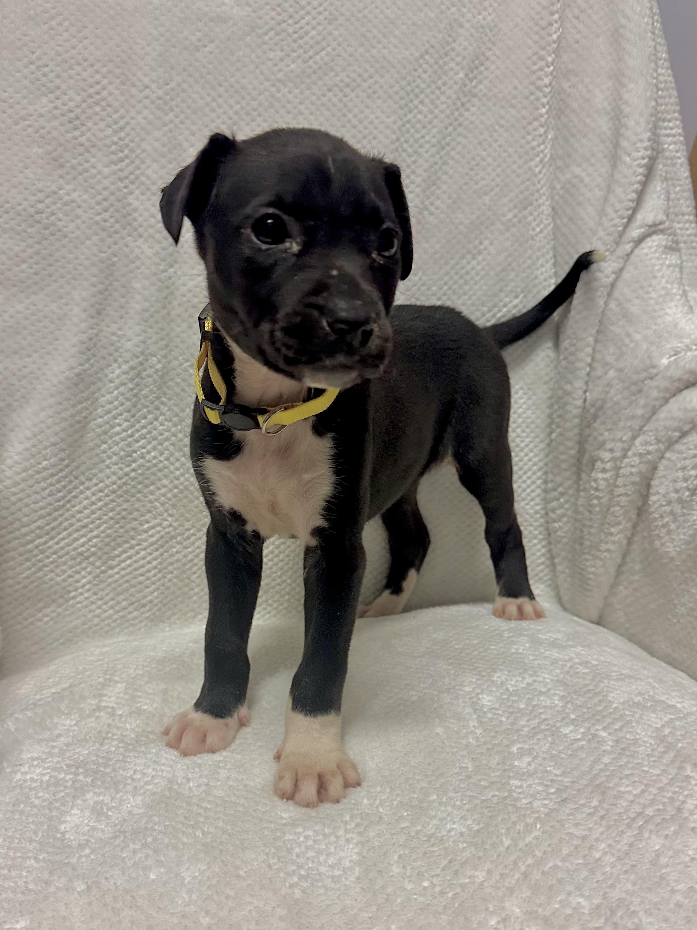 Enlarge River, a ADOPTABLE mixed breed in Walker, LA image 4/5