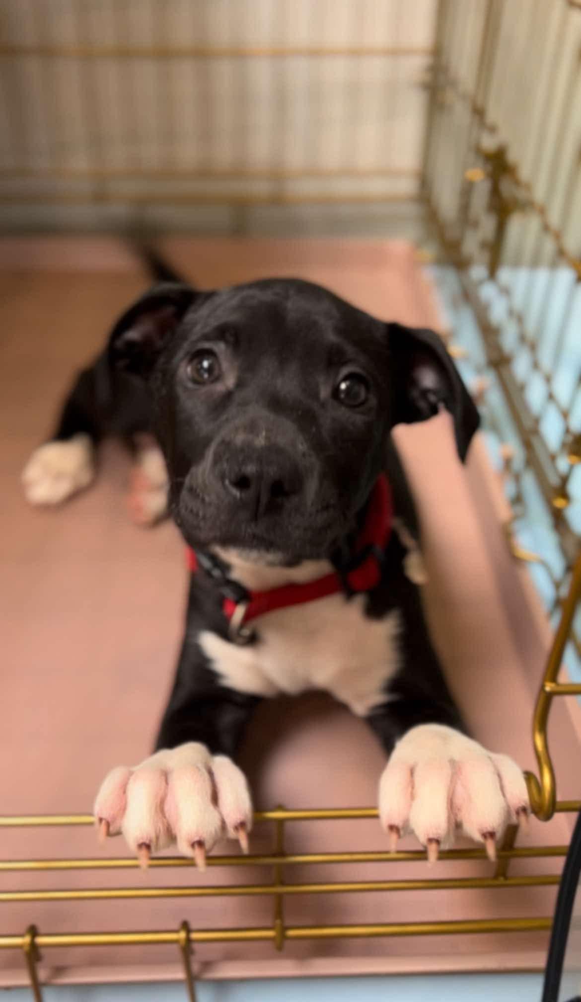 Enlarge River, a ADOPTABLE mixed breed in Walker, LA image 2/5