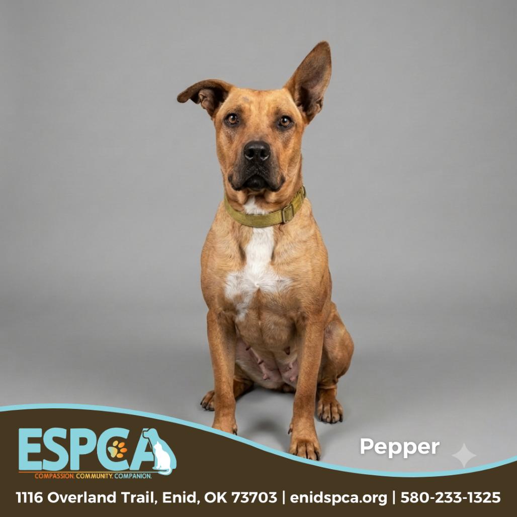Enlarge Pepper, a Adoptable mixed breed in Enid, OK image 2/3