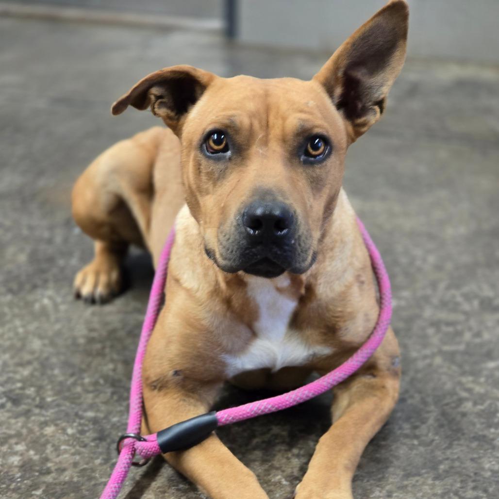 Pepper, Adoptable, Adult Female American Staffordshire Terrier & Thai Ridgeback.