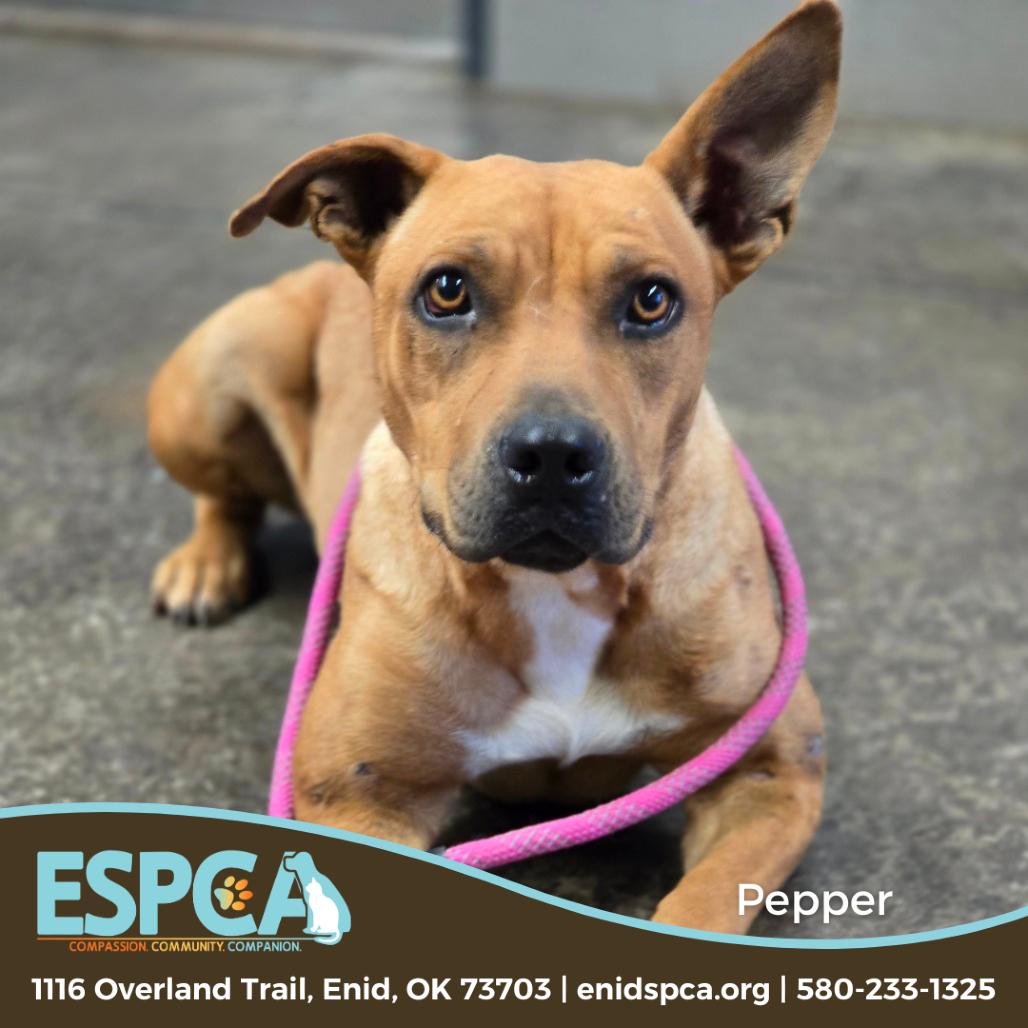 Pepper — thumbnail 2