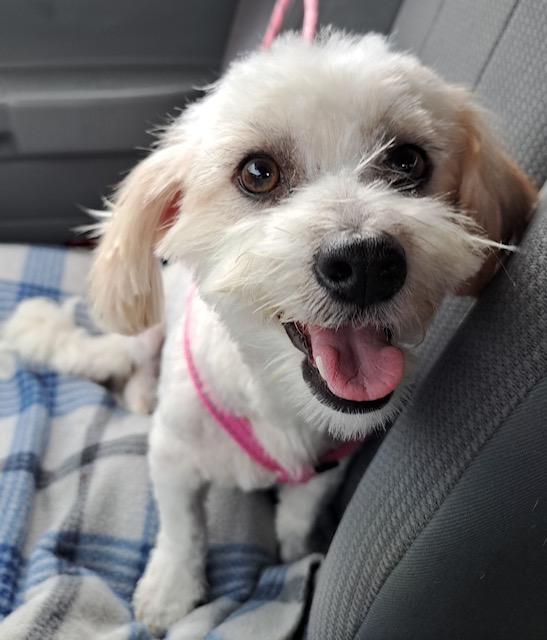 Cookie, an adoptable Maltipoo in Maitland, FL, 32794 | Photo Image 2