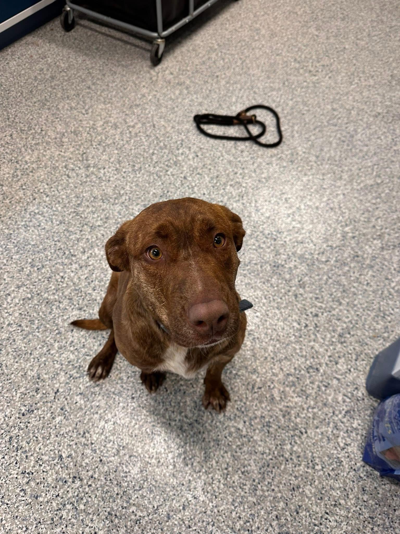 Zeek, ADOPTABLE, Adult Male Mixed Breed.