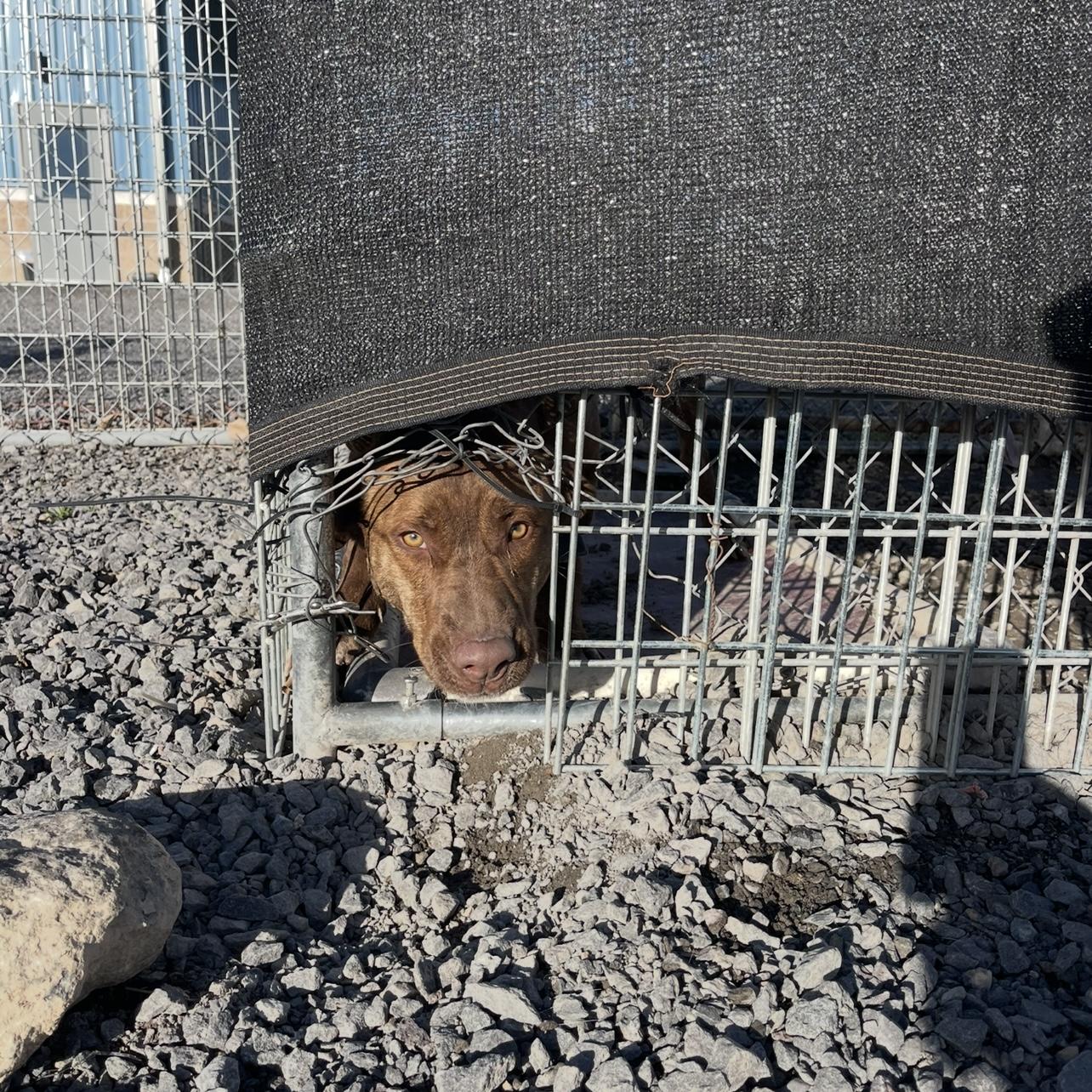 Zeek, a ADOPTABLE Mixed Breed in Prineville, OR image 2/6