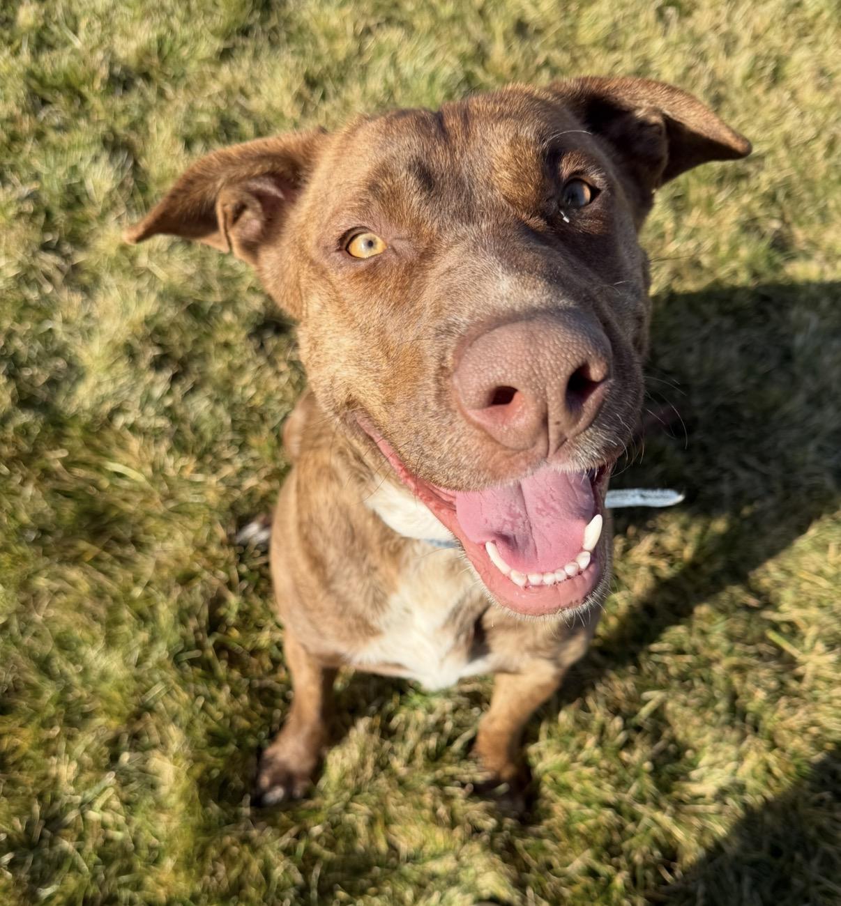 Zeek, ADOPTABLE, Adult Male Mixed Breed.