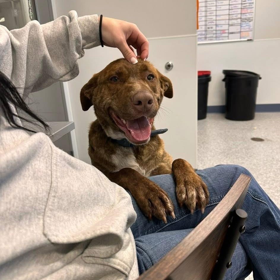Zeek, a ADOPTABLE Mixed Breed in Prineville, OR image 3/6