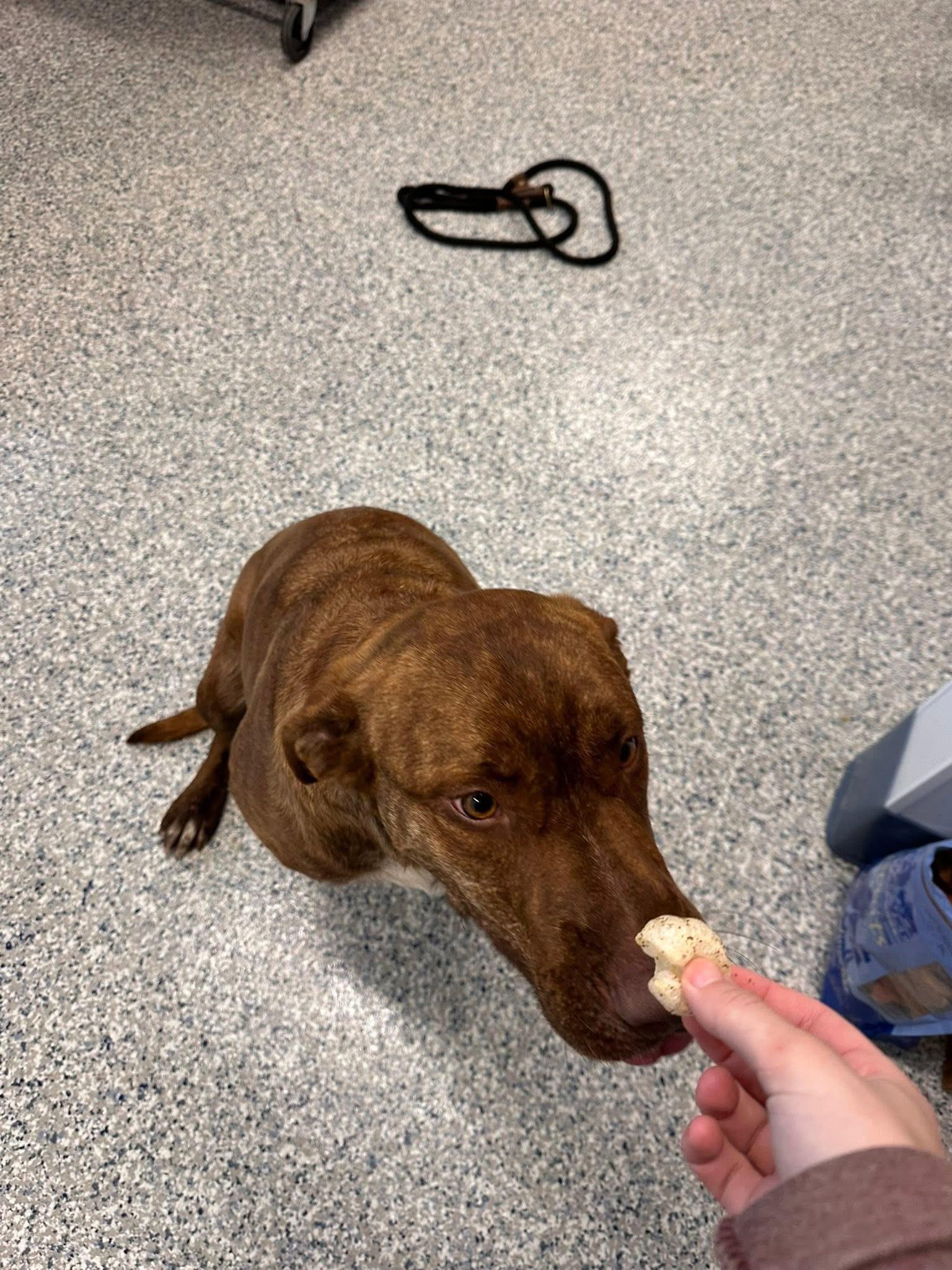 Zeek, a ADOPTABLE Mixed Breed in Prineville, OR image 4/6