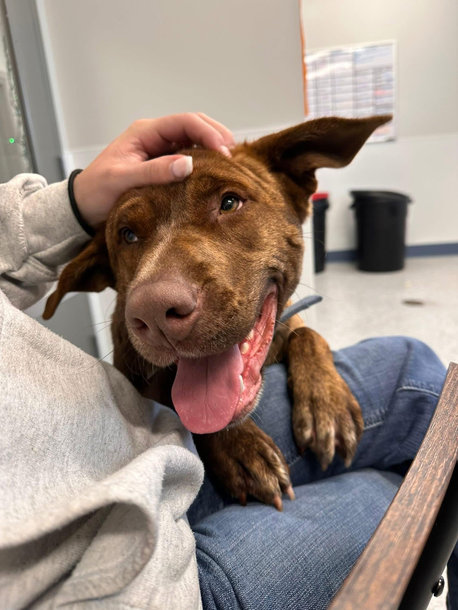 Zeek, a ADOPTABLE Mixed Breed in Prineville, OR image 6/6