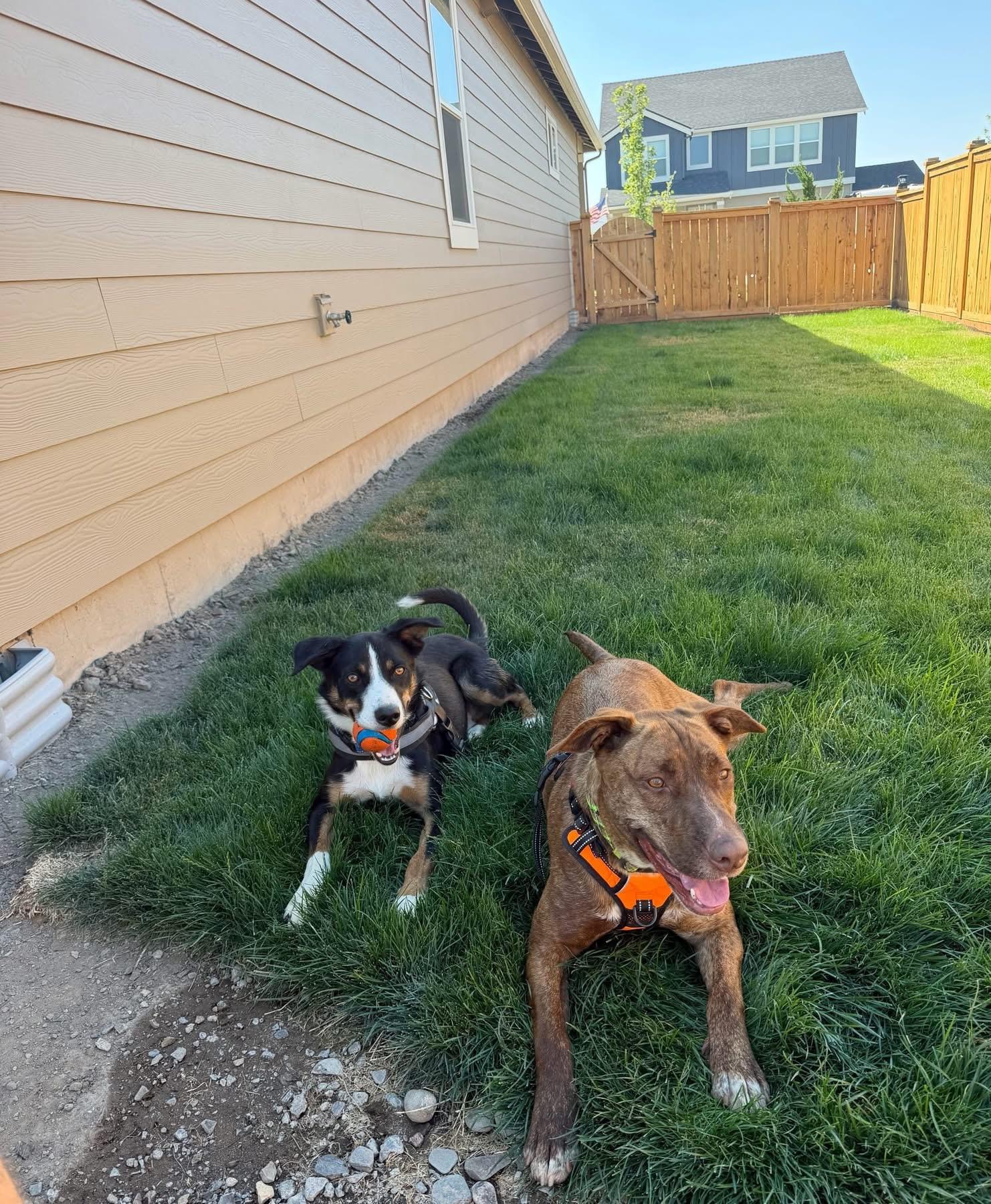 Zeek, a ADOPTABLE mixed breed in Prineville, OR image 3/6