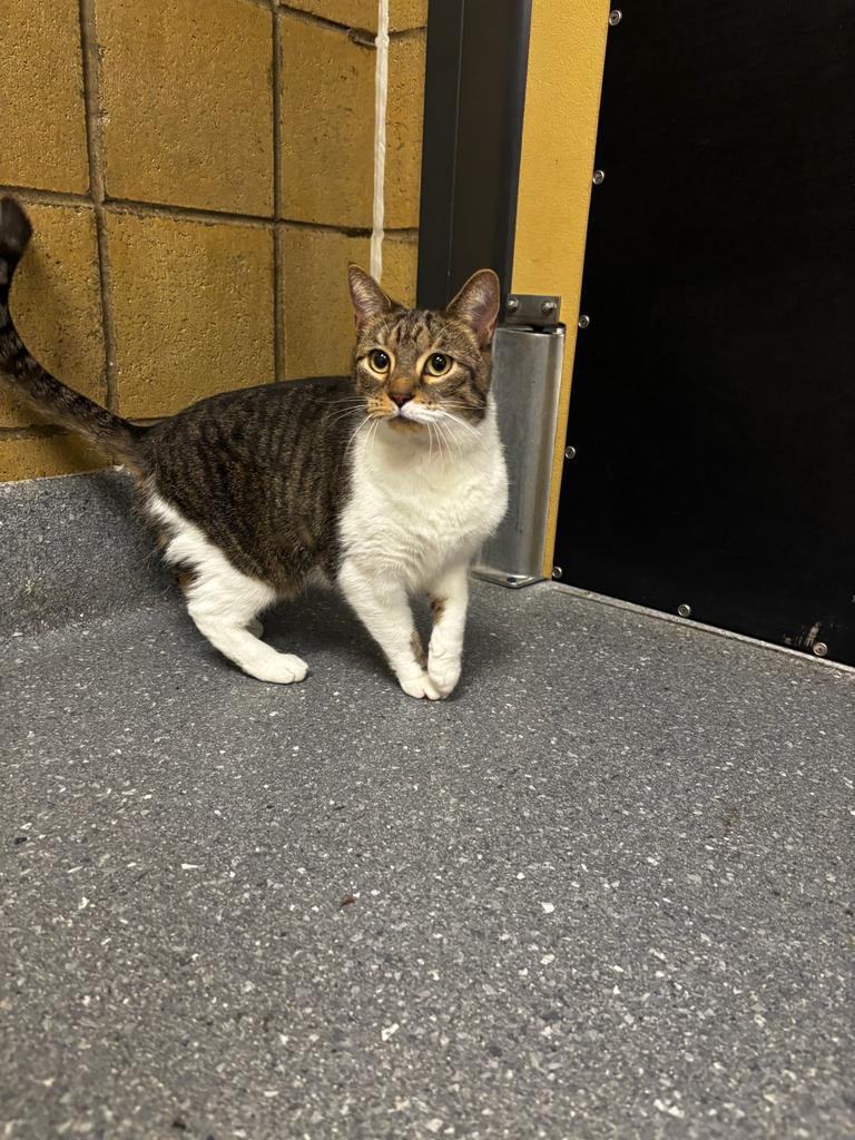 Momo, Adoptable, Adult Female Domestic Short Hair.