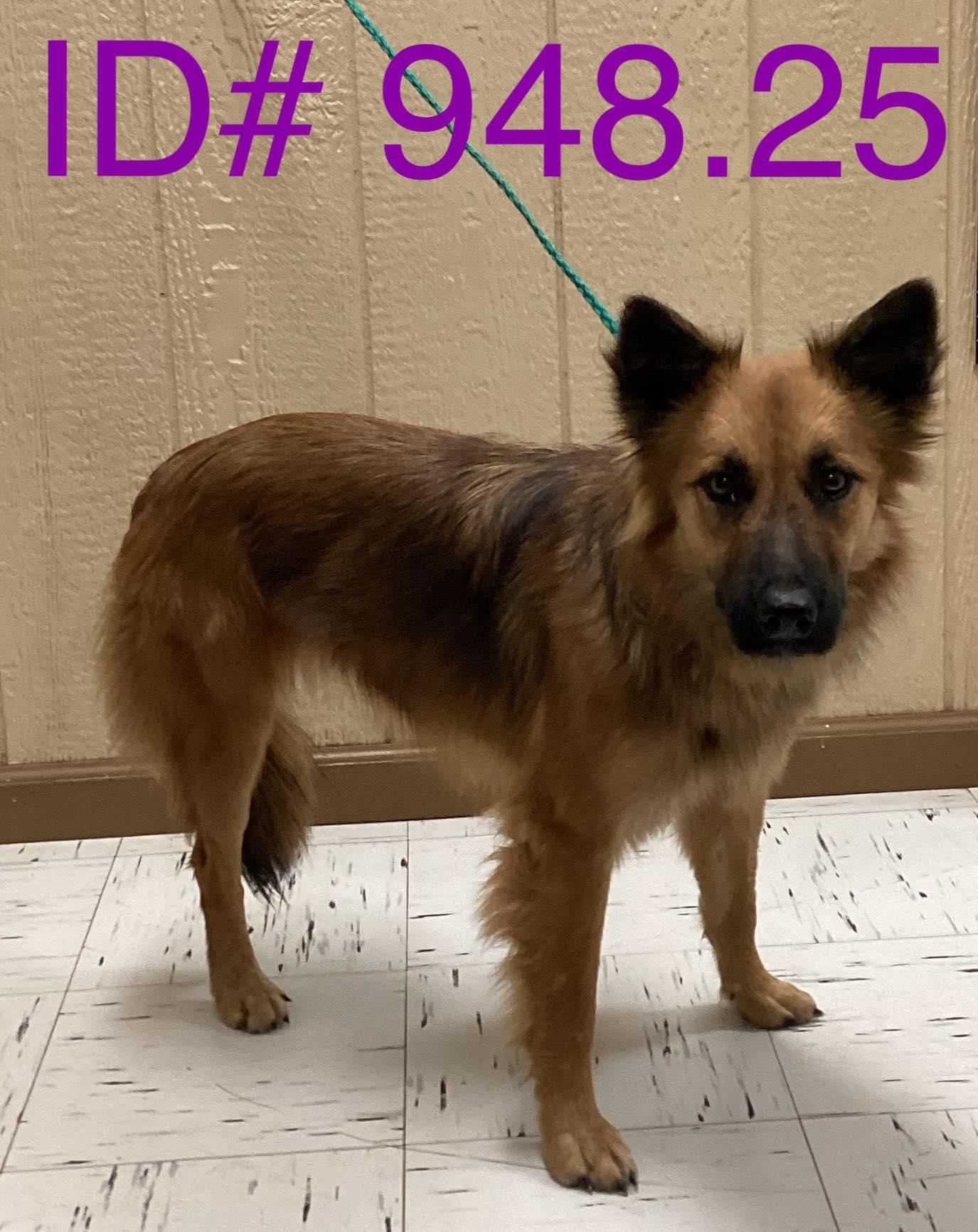 #948.25 - Shepherd mix, ADOPTABLE, Adult Female Shepherd.