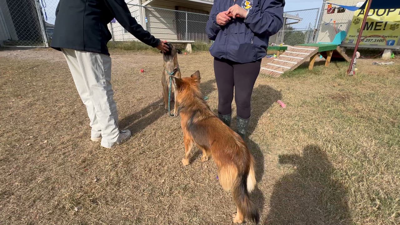 Enlarge #948.25 - Shepherd mix, a ADOPTABLE mixed breed video 2/2