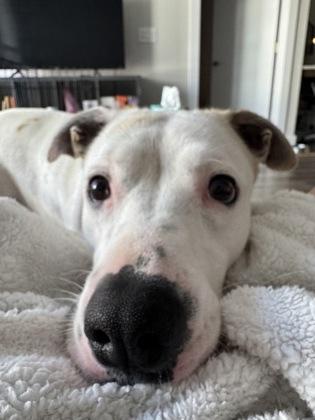 Francine, Adoptable, Adult Female Retriever & Mixed Breed.