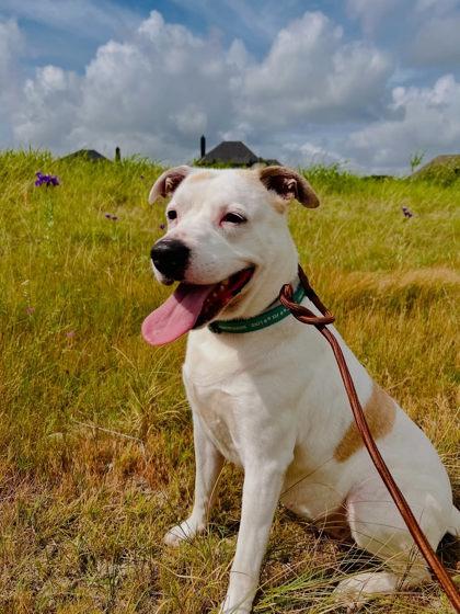 Francine, Adoptable, Adult Female Retriever & Mixed Breed.