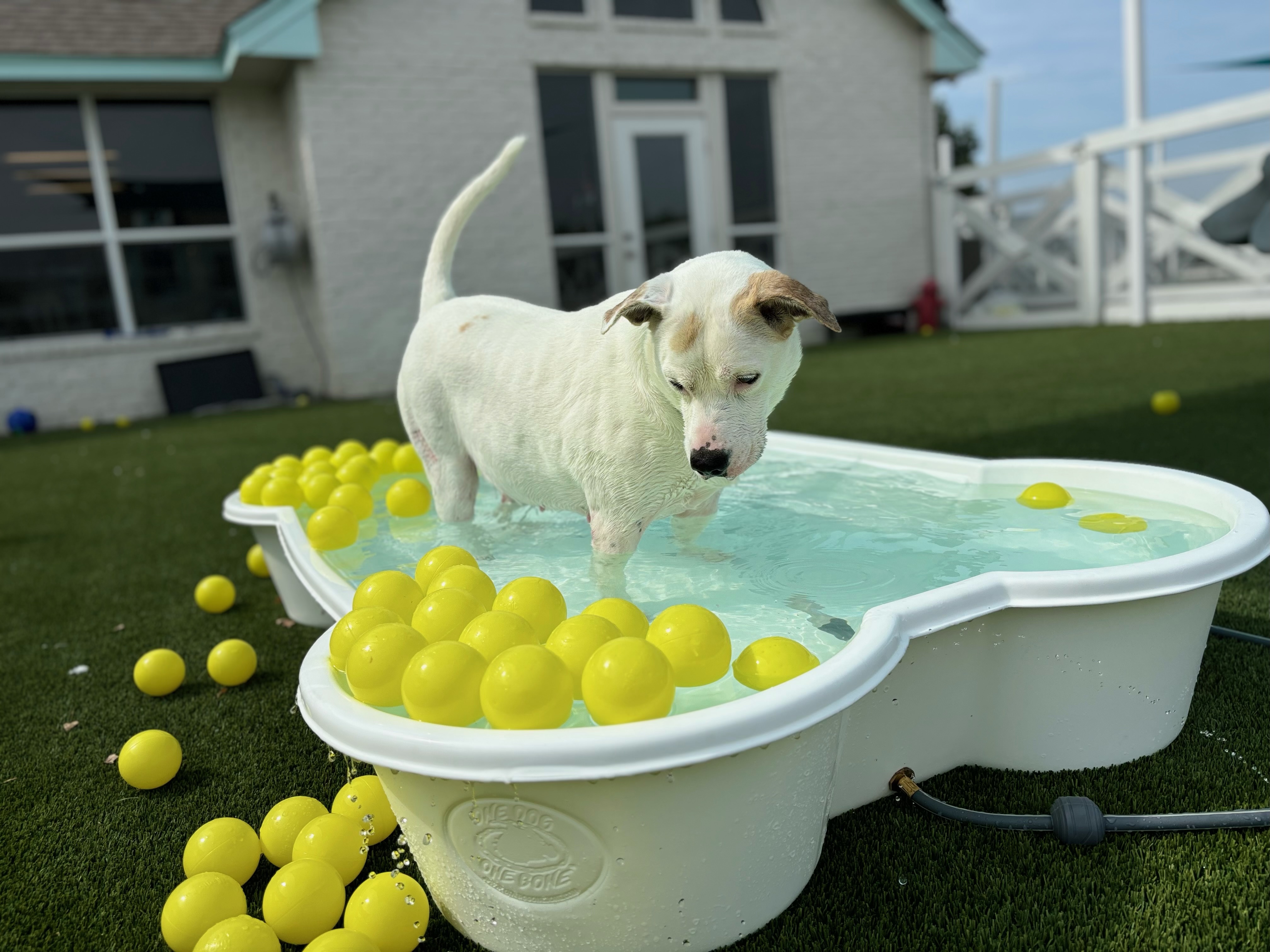 Francine, an adoptable Retriever, Mixed Breed in Fort Worth, TX, 76102 | Photo Image 4