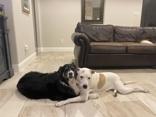 Francine, an adoptable Retriever, Mixed Breed in Fort Worth, TX, 76102 | Photo Image 3