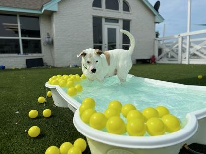 Enlarge Francine, a Adoptable mixed breed in Fort Worth, TX image 2/4