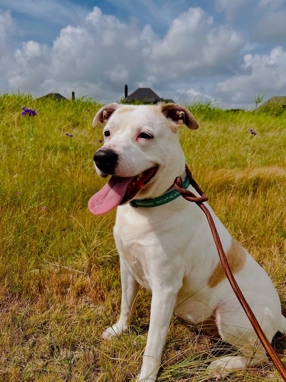 Francine, an adoptable Retriever, Mixed Breed in Fort Worth, TX, 76102 | Photo Image 1
