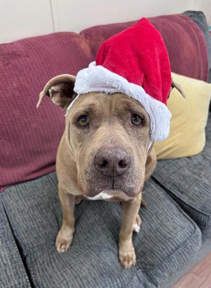 Bruno, Adoptable, Adult Male Mixed Breed & Mixed Breed.