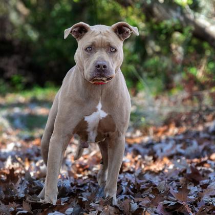 Enlarge Bruno, a Adoptable mixed breed in Savannah, GA image 2/3