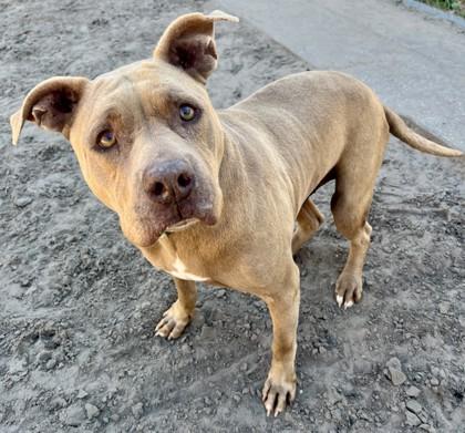 Enlarge Bruno, a Adoptable mixed breed in Savannah, GA image 3/3