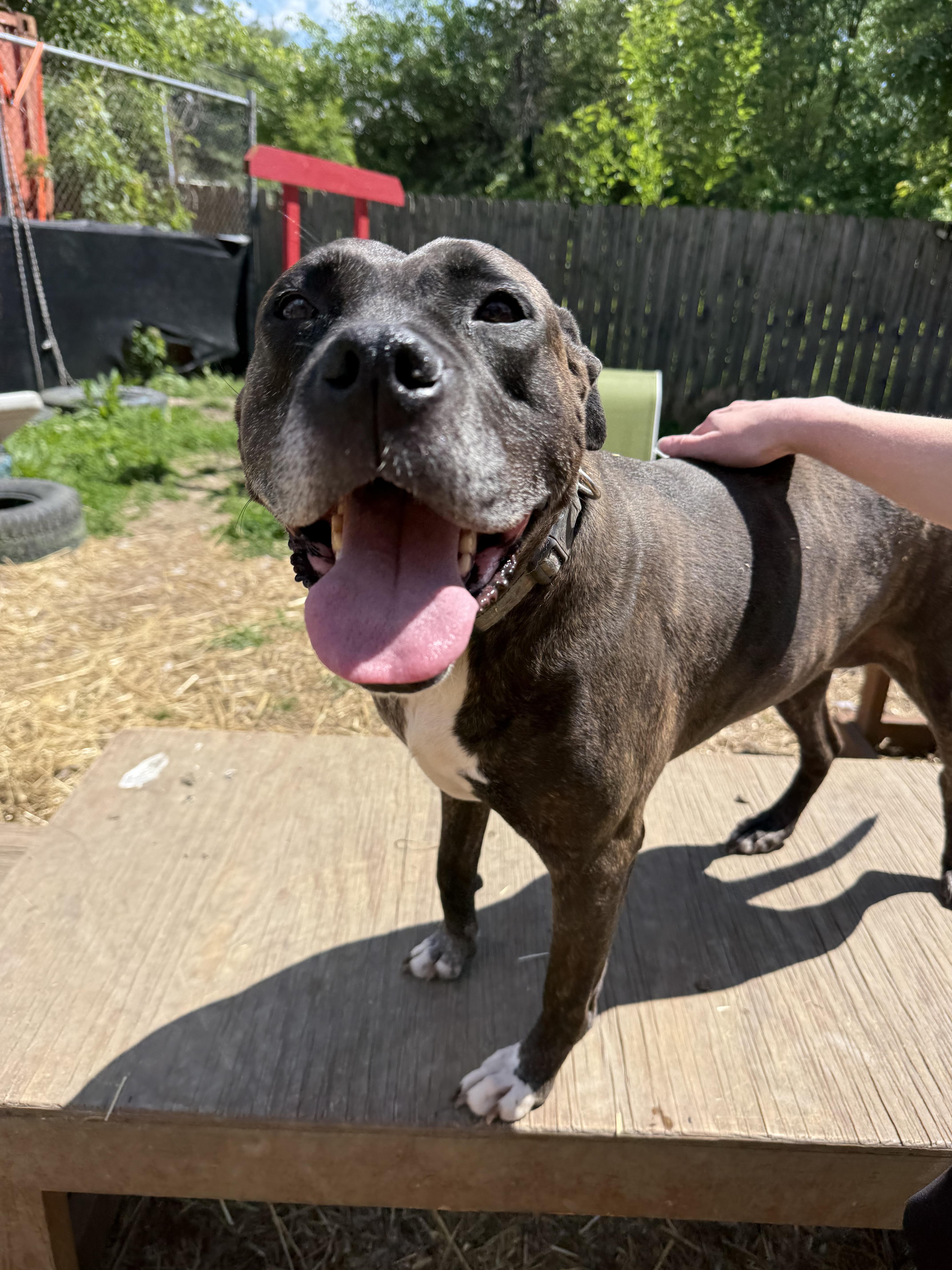 Enlarge Lola, a Adoptable mixed breed in INDIANAPOLIS, IN image 1/6