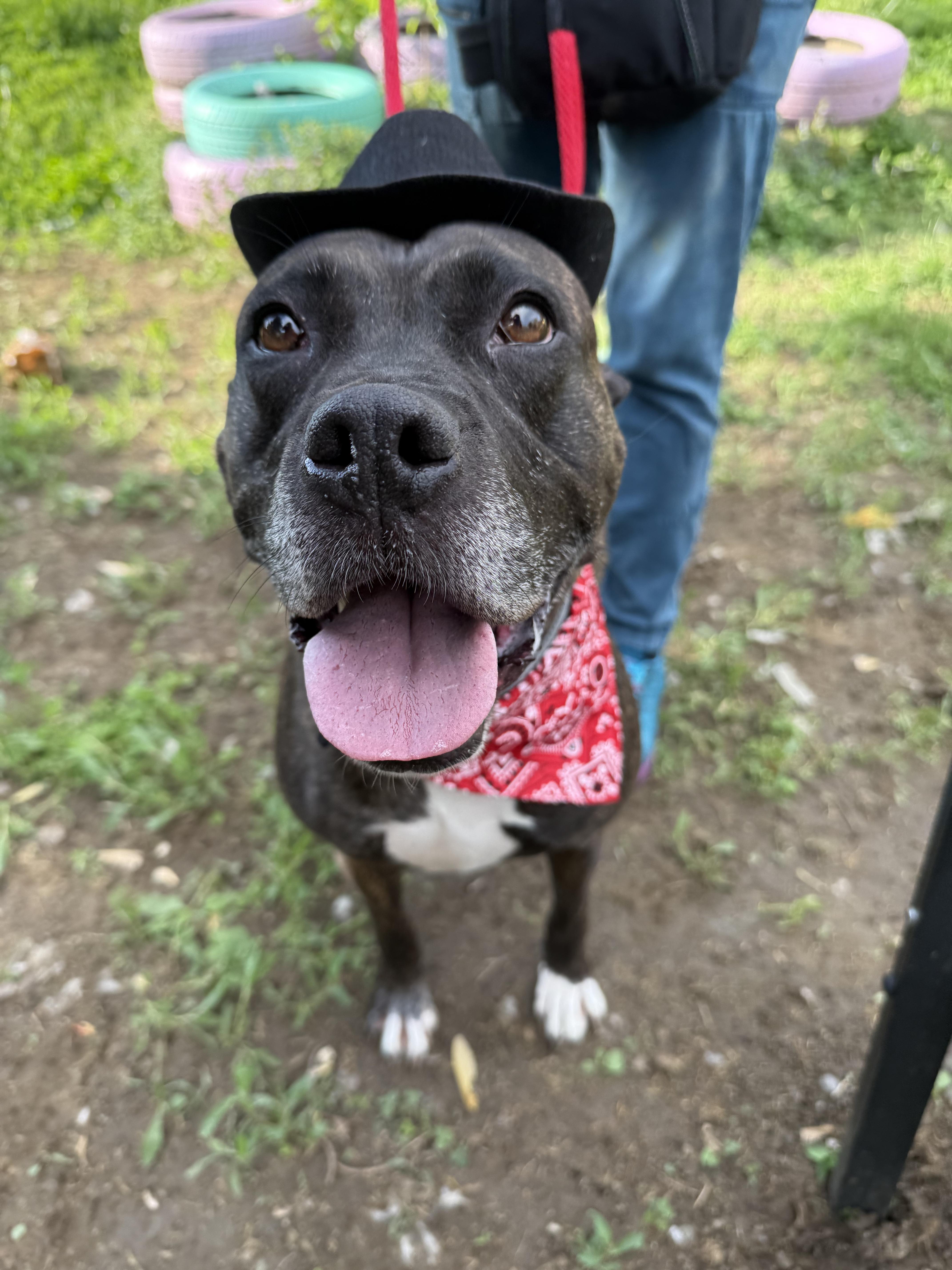 Lola, Adoptable, Adult Female Boxer & Pit Bull Terrier.