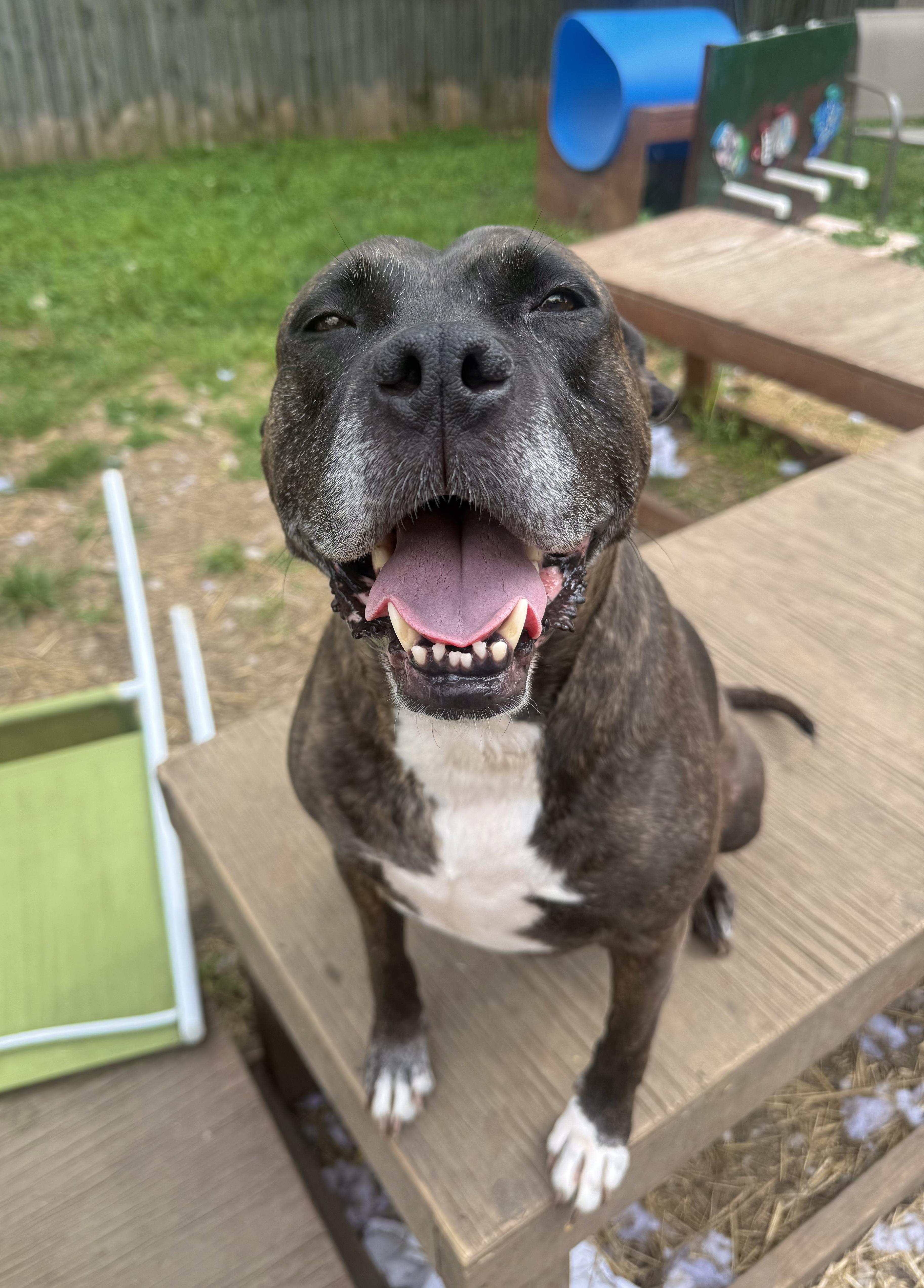 Enlarge Lola, a Adoptable mixed breed in INDIANAPOLIS, IN image 1/6