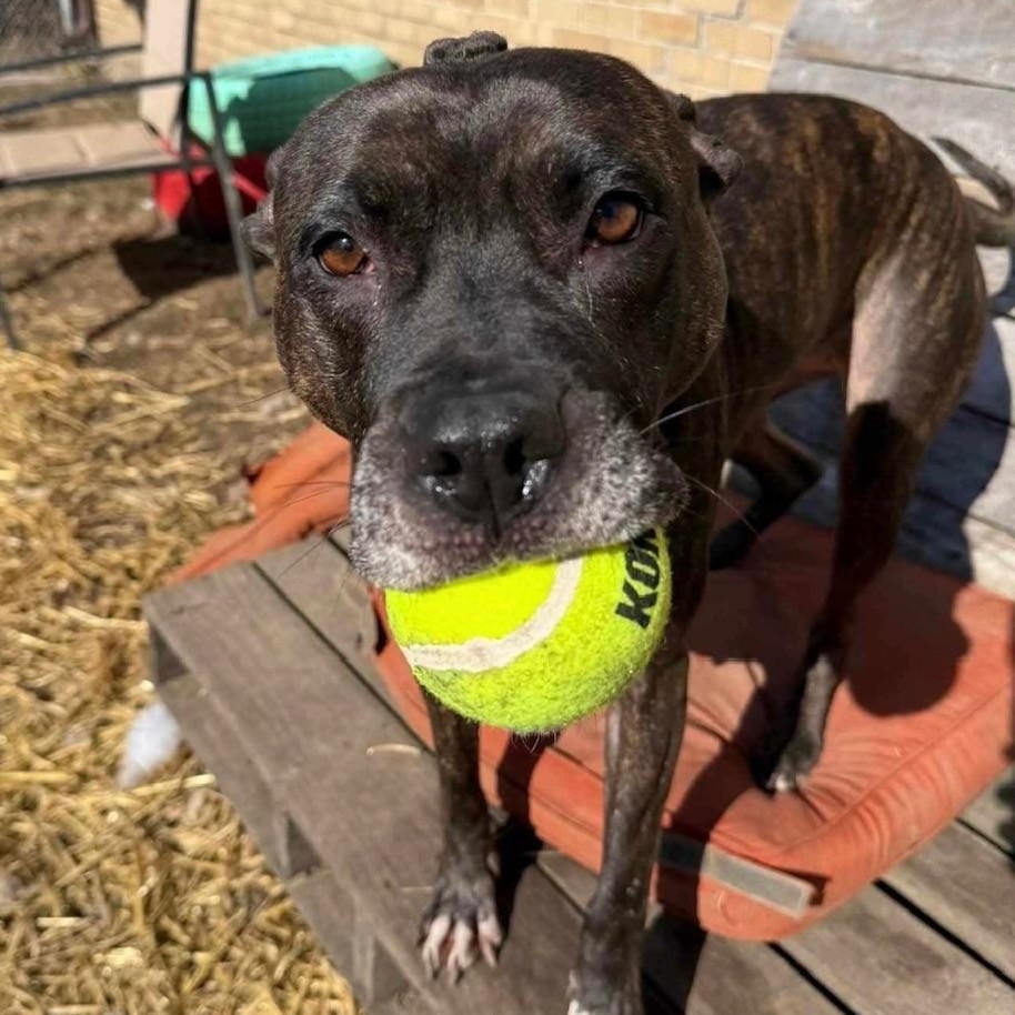 Lola, a Adoptable mixed breed in INDIANAPOLIS, IN image 4/6