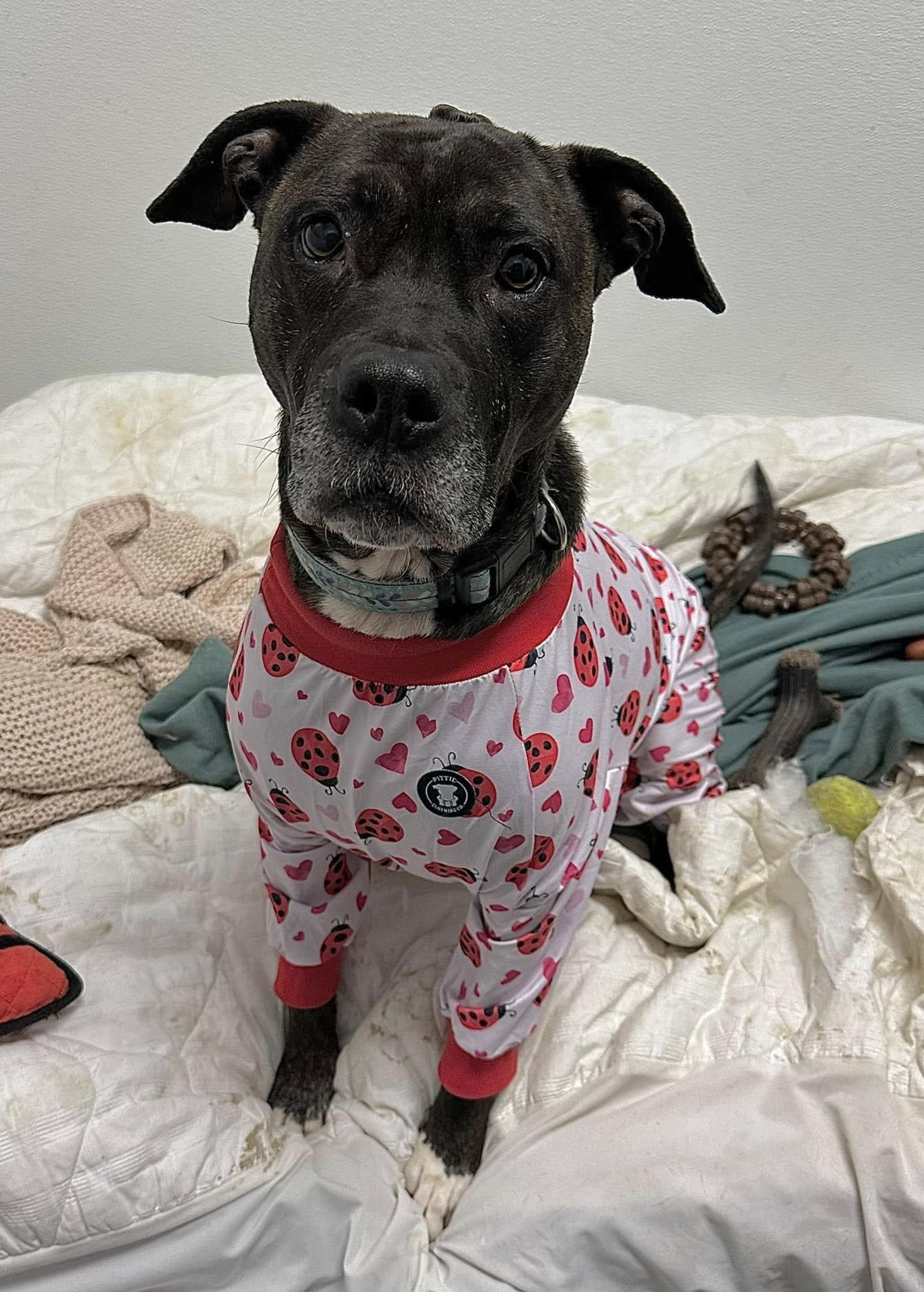 Lola, a Adoptable mixed breed in INDIANAPOLIS, IN image 5/6