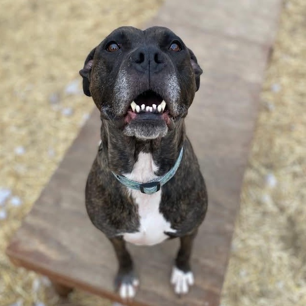 Lola, Adoptable, Adult Female Boxer & Pit Bull Terrier.