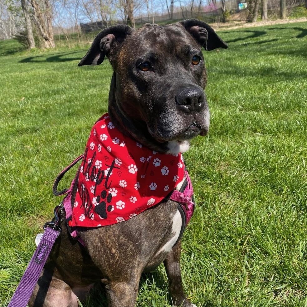 Lola, a Adoptable mixed breed in INDIANAPOLIS, IN image 2/6