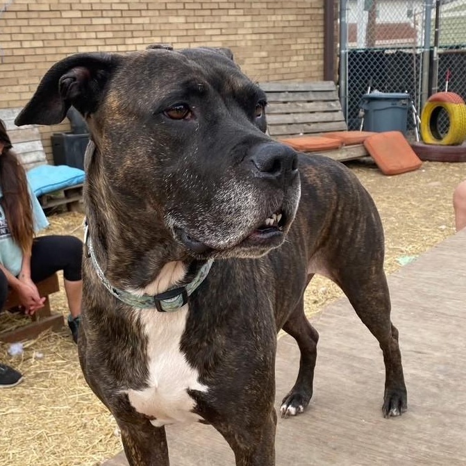 Lola, a Adoptable mixed breed in INDIANAPOLIS, IN image 6/6