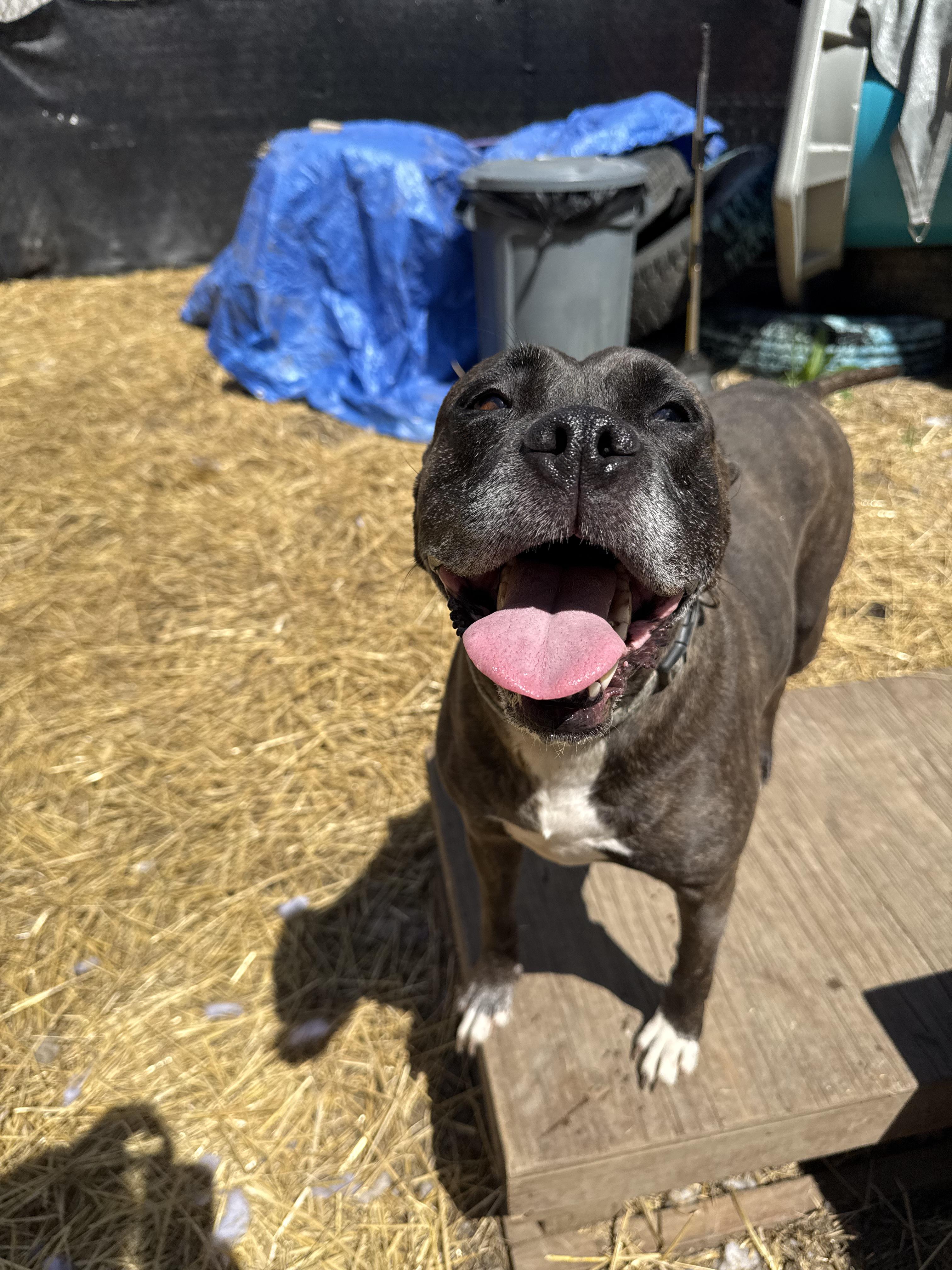 Enlarge Lola, a Adoptable mixed breed in INDIANAPOLIS, IN image 5/6