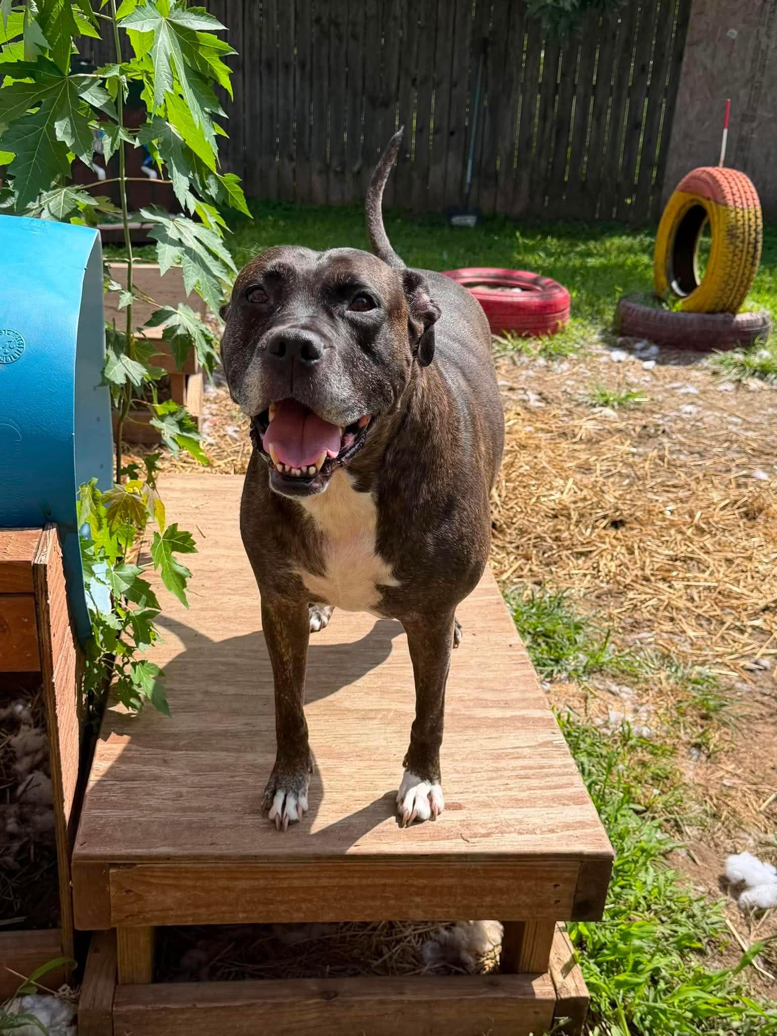 Enlarge Lola, a Adoptable mixed breed in INDIANAPOLIS, IN image 6/6