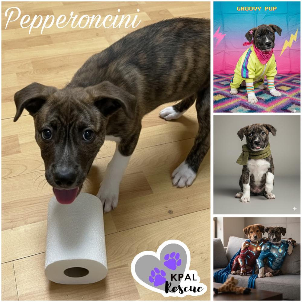 Enlarge Pepperoncini - Pepper Litter, a Adoptable mixed breed in Kenai, AK image 3/3