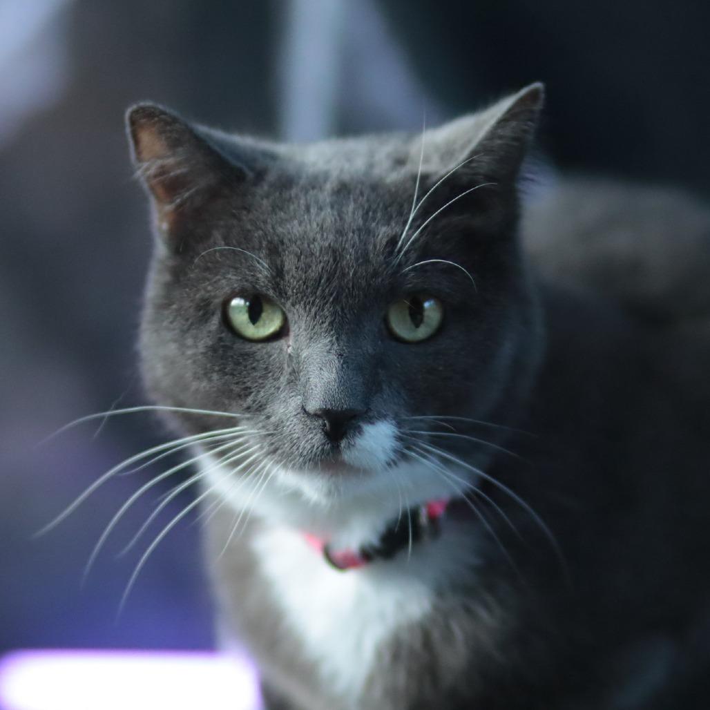 Applesauce, Adoptable, Senior Female Domestic Short Hair.