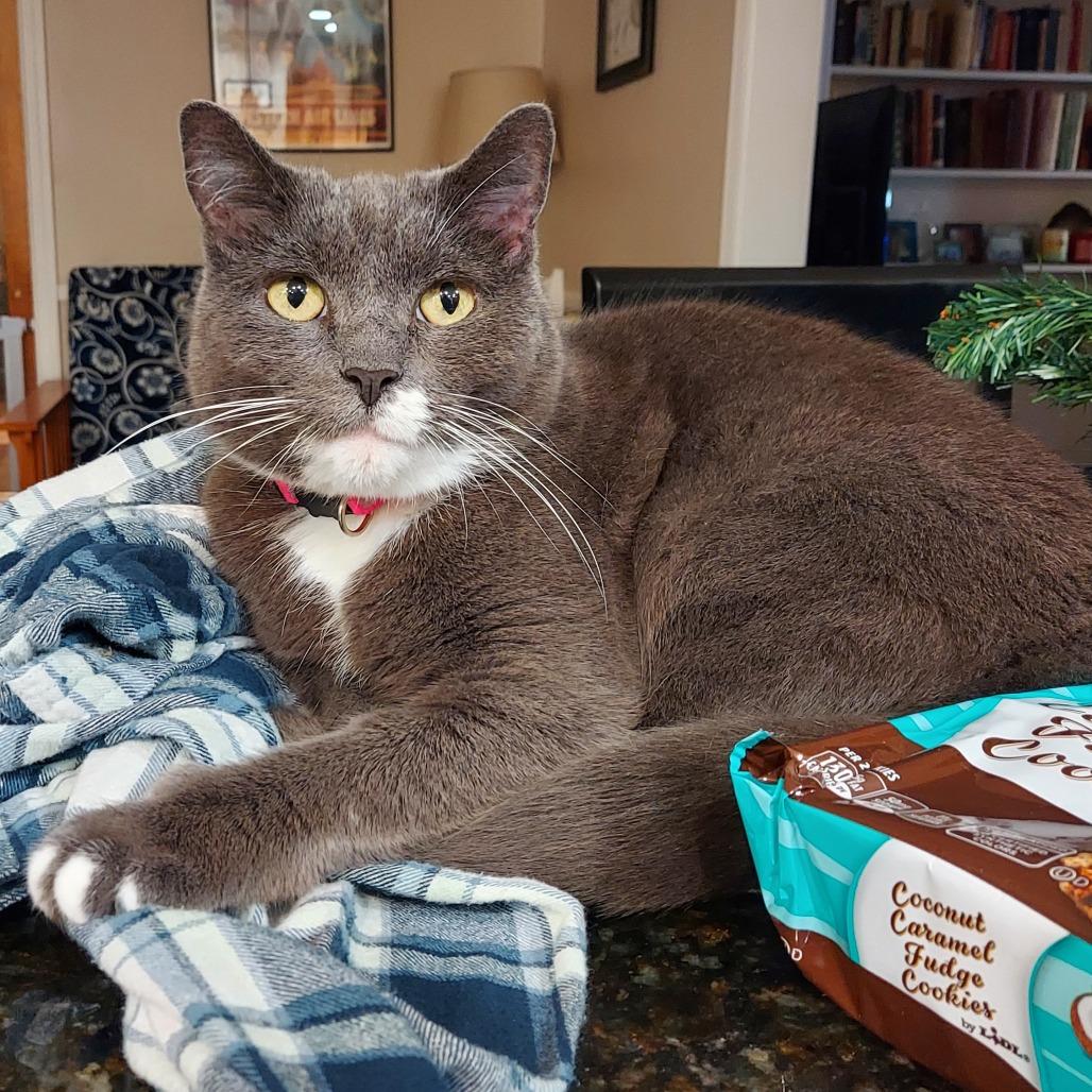 Enlarge Applesauce, a Adoptable Domestic Short Hair in Philadelphia, PA image 2/5
