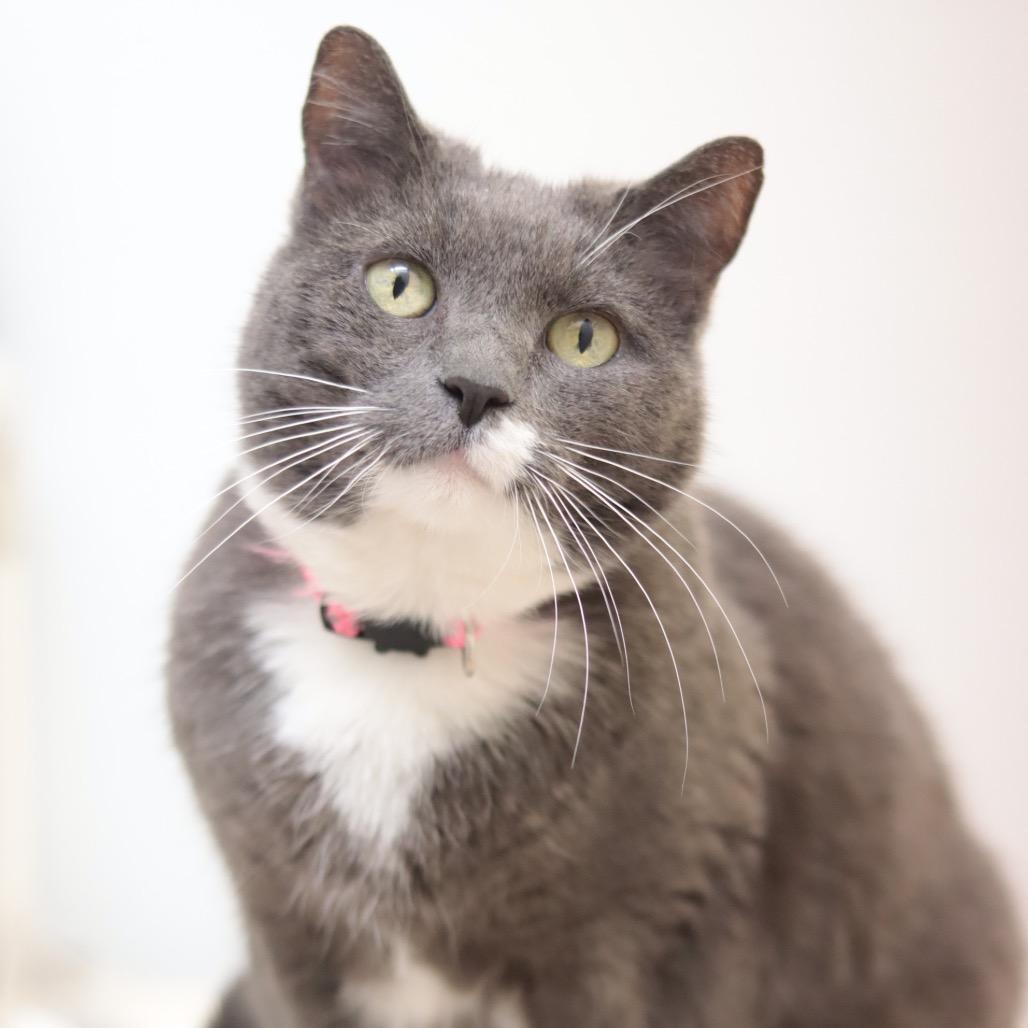 Enlarge Applesauce, a Adoptable Domestic Short Hair in Philadelphia, PA image 4/5