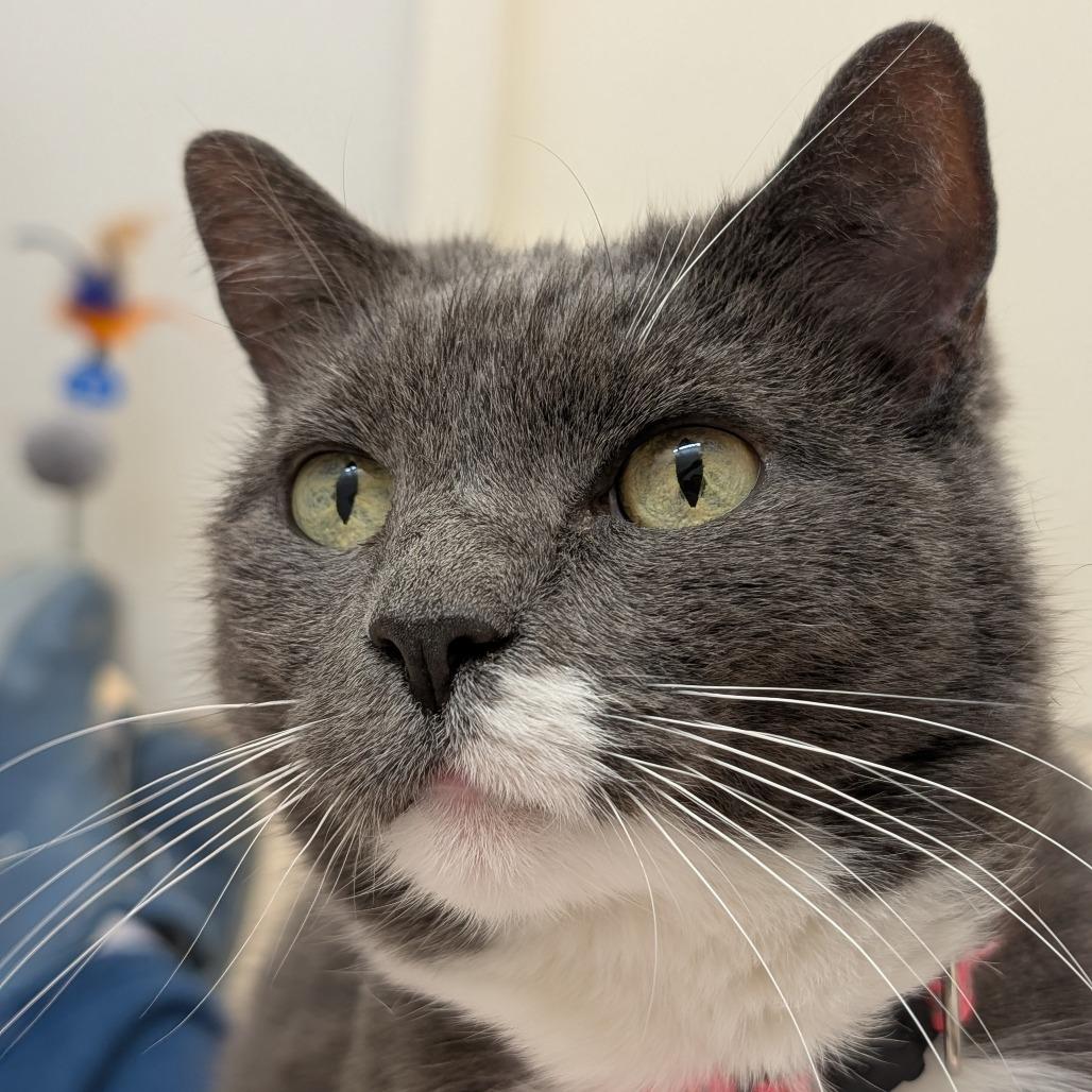 Enlarge Applesauce, a Adoptable Domestic Short Hair in Philadelphia, PA image 5/5