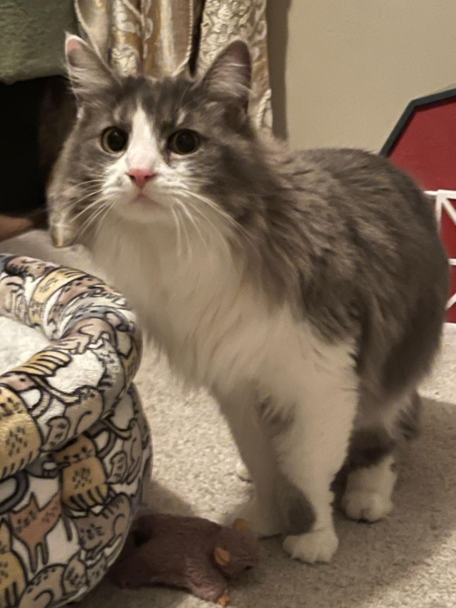 Lennox, Adoptable, Adult Female Domestic Long Hair.