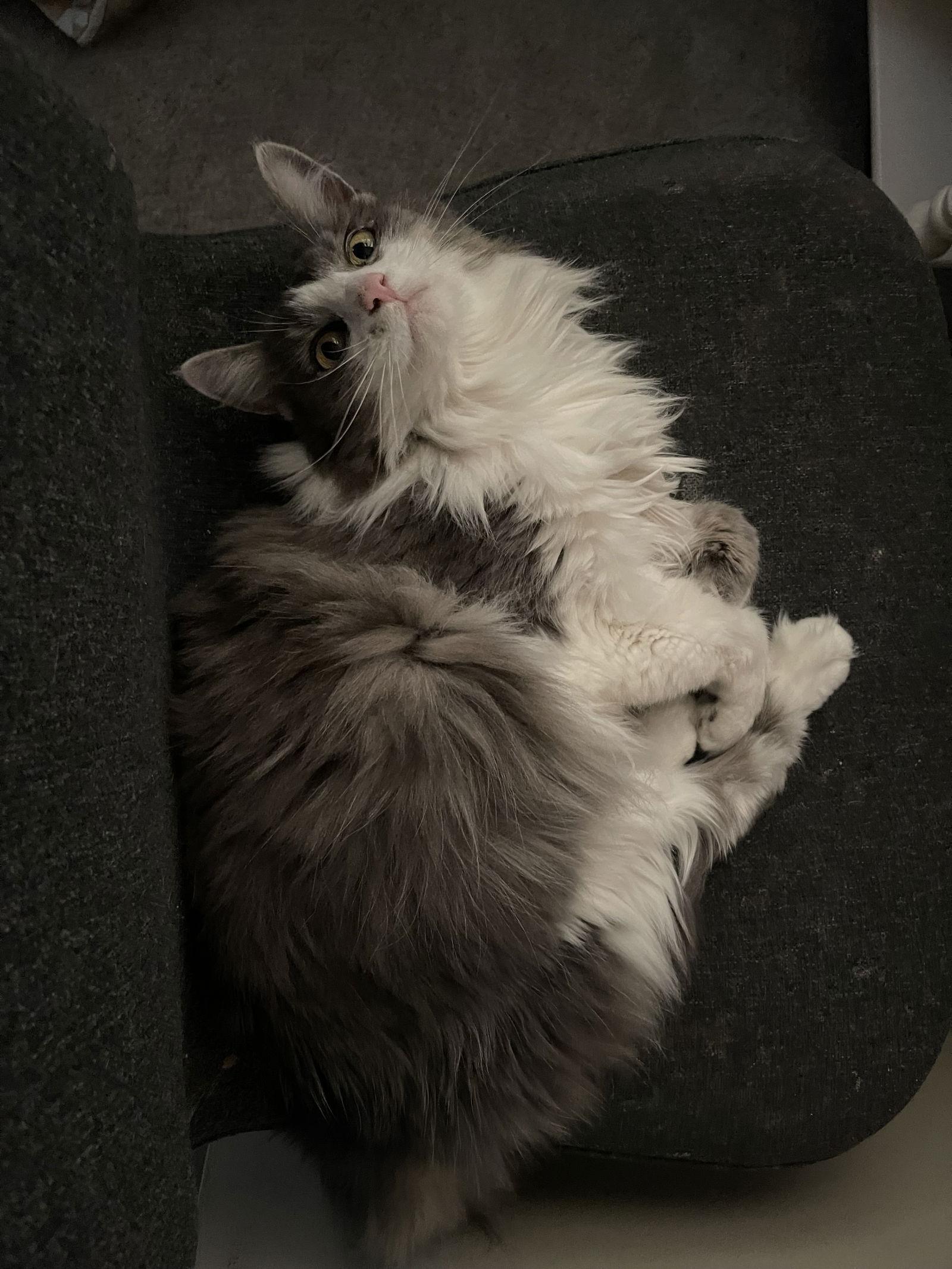 Lennox *Adoption Pending*, Adopted, Adult Female Domestic Long Hair.